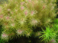 Снимка на Rotala Vietnam